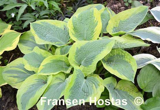 Hosta Time Tunnel